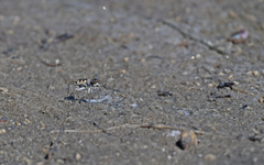 Cephalota circumdata imperialis