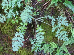 Corydalis ophiocarpa