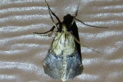 Cacozelia basiochrealis