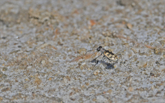 Cephalota circumdata imperialis