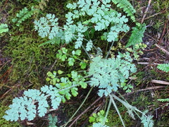 Corydalis ophiocarpa