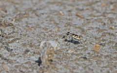 Cephalota circumdata imperialis