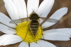 Bombylisoma nigriceps