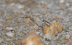 Cephalota circumdata imperialis