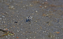 Cephalota circumdata imperialis