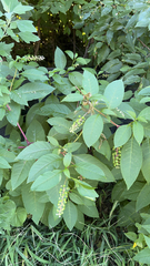 Phytolacca americana