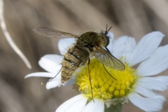 Bombylisoma nigriceps