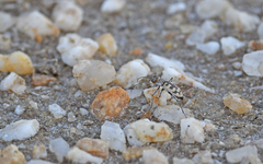 Cephalota circumdata imperialis