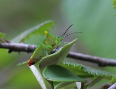 Acanthosoma labiduroides