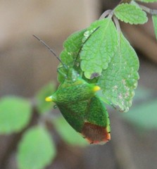Acanthosoma labiduroides