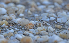 Cephalota circumdata imperialis