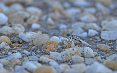 Cephalota circumdata imperialis