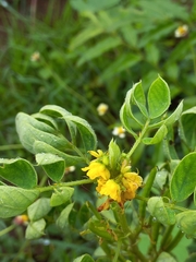 Senna uniflora