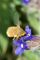 Bombylius fulvescens