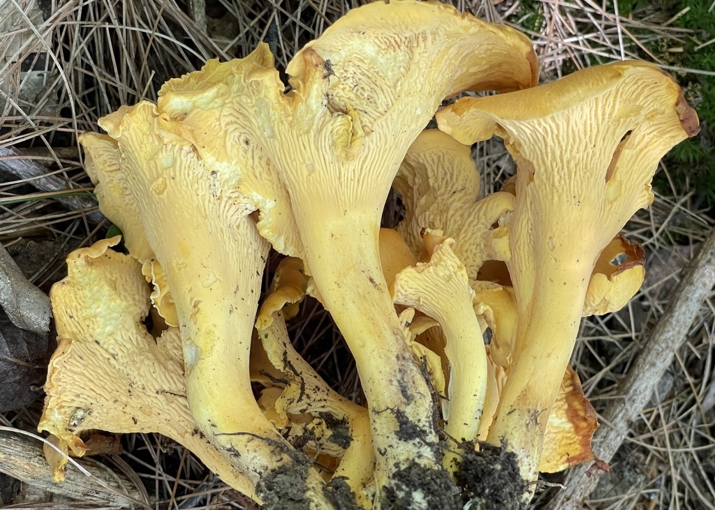 chanterelles from Monroe County, IN, USA on August 06, 2022 at 0107 PM
