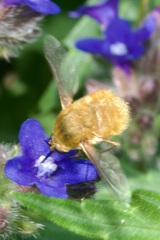 Bombylius fulvescens