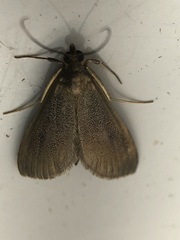Pyrausta demantrialis