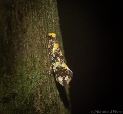 Monopis chrysogramma