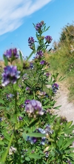 Medicago sativa