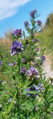 Medicago sativa
