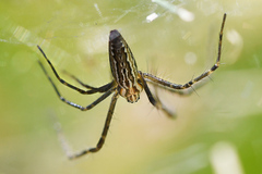 Euprosthenops