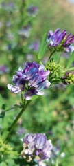 Medicago sativa