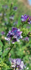 Medicago sativa