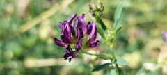 Medicago sativa