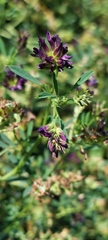 Medicago sativa