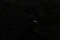 Munidopsis polymorpha