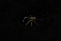 Munidopsis polymorpha