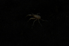 Munidopsis polymorpha