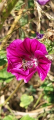 Malva sylvestris