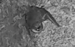 Myotis daubentonii