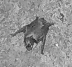 Myotis daubentonii
