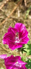 Malva sylvestris