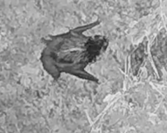 Myotis daubentonii
