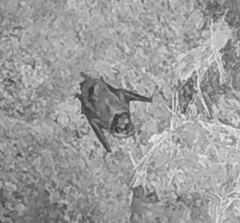 Myotis daubentonii