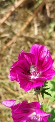Malva sylvestris