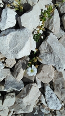 Cerastium uniflorum