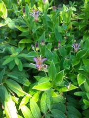 Tricyrtis formosana