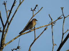 Turdus ignobilis debilis