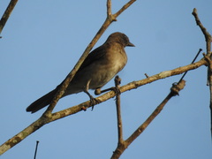 Turdus ignobilis debilis