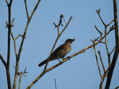 Turdus ignobilis debilis
