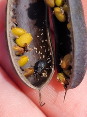 Trichapion rostrum