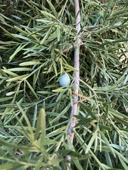 Afrocarpus gracilior