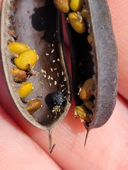 Trichapion rostrum
