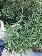 Afrocarpus gracilior