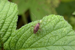 Adelphocoris triannulatus
