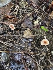 Fungi